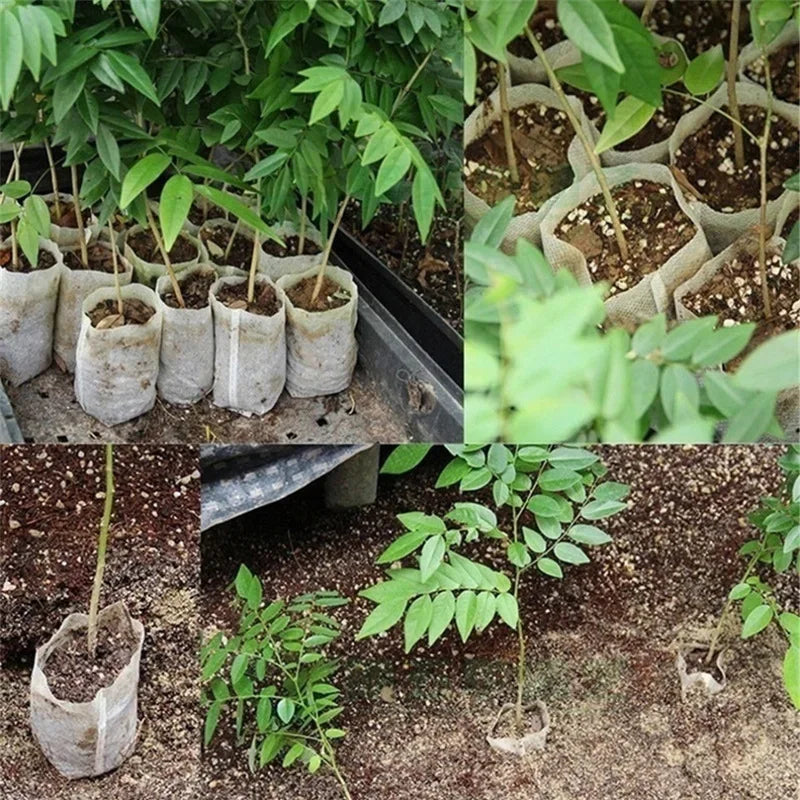 Biodegradable Nursery Bags